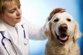 Veterinarian doctor with dog Royalty Free Stock Photo