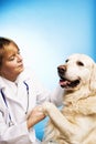 Veterinarian doctor with dog Royalty Free Stock Photo