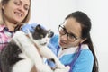 Veterinarian doctor examines a cat ears in clinic Royalty Free Stock Photo