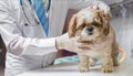 Veterinarian doctor is examining dog in veterinary Royalty Free Stock Photo