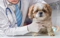 Veterinarian doctor is examining dog in veterinary Royalty Free Stock Photo