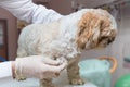 Veterinarian doctor is examining dog in veterinary Royalty Free Stock Photo