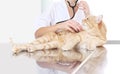 Veterinarian doctor examining a ginger red cat on the table at v Royalty Free Stock Photo