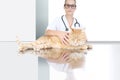 Veterinarian doctor examining a ginger red cat on the table Royalty Free Stock Photo