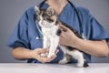 Veterinarian doctor examining a long haired tortoiseshell kitten background