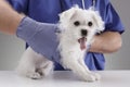 Veterinarian doctor examining a Maltese puppy Royalty Free Stock Photo