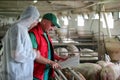 Veterinarian Doctor and Farmer in Pig Barn Royalty Free Stock Photo