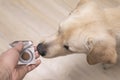 veterinarian doctor giving medicament to dog. veterinary medicine, pet, animals, health care concept