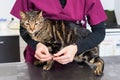 Veterinarian doctor giving a pill for deworming a cat Royalty Free Stock Photo