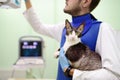 Veterinarian doctor are going to do an x-ray of the breed Cornish Rex cat during the examination in veterinary clinic Royalty Free Stock Photo