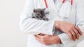 Veterinarian doctor hands in white uniform with stethoscope with fluffy gray kitten. Baby cat in Veterinary clinic. Veterinarian Royalty Free Stock Photo