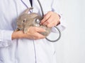 Veterinarian doctor holding and examining a baby gray rabbit with a stethoscope. Royalty Free Stock Photo