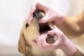 Veterinarian doctor holding and examining Labrador puppy