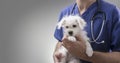 Veterinarian doctor examining a Maltese puppy Royalty Free Stock Photo