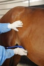 Veterinarian doctor with horse Royalty Free Stock Photo