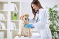 Veterinarian doctor and a labrador puppy Royalty Free Stock Photo