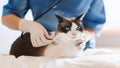 Veterinarian Doctor Listening And Examining Cat With Stethoscope At Clinic