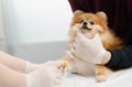 A veterinarian doctor makes an injection, inserts a catheter in a spitz dog on examination in a veterinary clinic. Puppy health Royalty Free Stock Photo