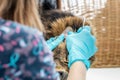 Cat vet clinic visit Royalty Free Stock Photo
