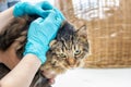 Cat vet clinic visit Royalty Free Stock Photo