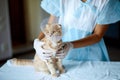 Veterinarian doctor is making a check up of a cute beautiful cat with plastic cone collar after castration, Veterinary
