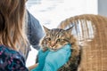 Cat vet clinic visit Royalty Free Stock Photo