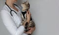 Veterinarian doctor with stethoscope holding spayed cat in postoperative bandage. Pet after cavitary operation