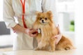 Veterinarian doctor using stethoscope during examination in veterinary clinic. Dog pomeranian Spitz in veterinary clinic Royalty Free Stock Photo