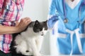 Veterinarian doctor vaccinating cat at vet clinic Royalty Free Stock Photo