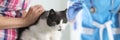 Veterinarian doctor vaccinating cat at vet clinic Royalty Free Stock Photo