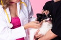 Veterinarian Doctor wear cocky pink dress, check up old sick dog for health condition Royalty Free Stock Photo
