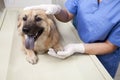 Veterinarian with dog in examination room Royalty Free Stock Photo