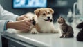 veterinarian with dog Vet examining dog and cat. Puppy and kitten at veterinarian doctor. Animal clinic. Pet check up