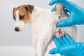 Veterinarian doing an examination of the genitals of a female dog Jack Russell Terrier.