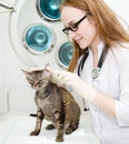 Veterinarian dripping drops to the kitten ear in clinic Royalty Free Stock Photo