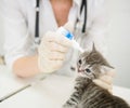 Veterinarian dripping drops to the kitten eye in clinic Royalty Free Stock Photo