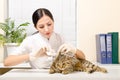 Veterinarian is dripping ear cat Royalty Free Stock Photo