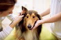 Veterinarian exam ear with otoscope to dog at pet clinic Royalty Free Stock Photo