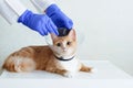 Veterinarian examination. Ginger cat in transparent protective collar for animals on a white table