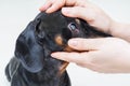 Veterinarian examine on the eyes of a dog dachshund. Cataract eyes of dog. Medical and Health care of pet concept