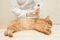 Veterinarian examine red cat , blood test Royalty Free Stock Photo