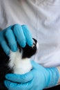 A veterinarian examines a black cat`s teeth at the clinic