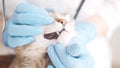 Veterinarian examines the canines of a cat.