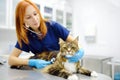 Veterinarian examines health cat of Maine Coon breed in veterinary clinic. Vet doctor listening breath to pet using stethoscope. Royalty Free Stock Photo