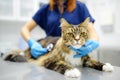 Veterinarian examines health cat of Maine Coon breed in veterinary clinic. Vet doctor listening breath to pet using stethoscope. Royalty Free Stock Photo