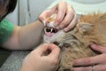 Veterinarian examines cat teeth