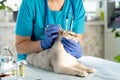 The veterinarian examines the cat& x27;s ears. the kitten is at the veterinarian. Inspection of pets and vaccination. Animal Royalty Free Stock Photo