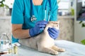 The veterinarian examines the cat& x27;s ears. the kitten is at the veterinarian. Inspection of pets and vaccination. Animal Royalty Free Stock Photo