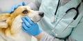 Veterinarian examines dog of corgi breed in veterinary clinic. Vet doctor is establishes contact and trust with the pet before