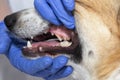 Veterinarian examines the dog`s teeth opening its mouth